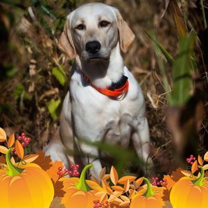 Meet your Posher, Carol